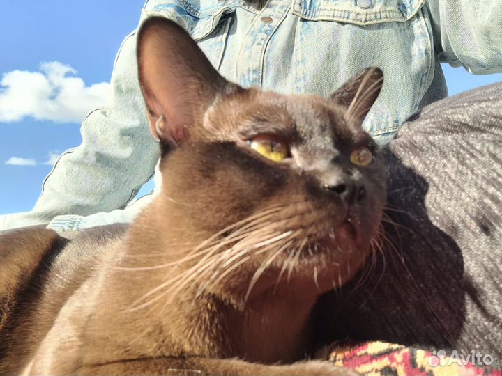 Вязка бурманский кот