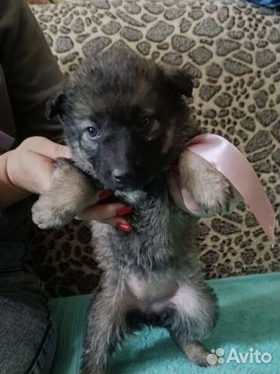 Щеночки 1,5 мс ищут дом