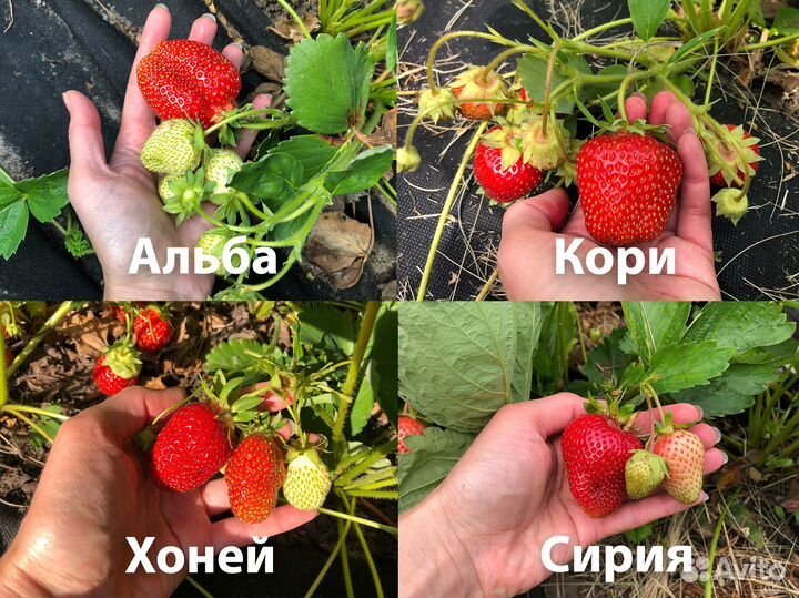 Клубника саженцы 70 р