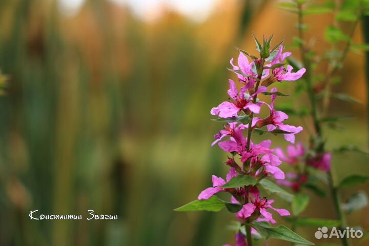 В Прокат объектив Canon EF 40mm f/2.8 STM +