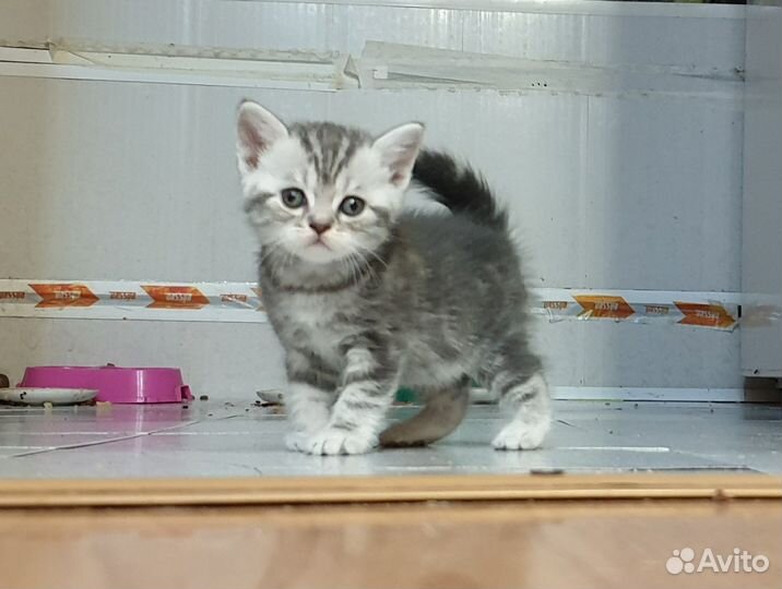 Шотландские котята