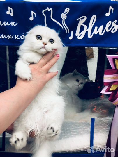 Котик шотландский
