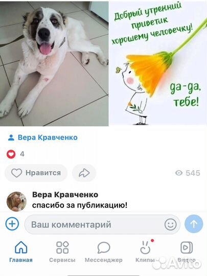 Алабай в добрые руки