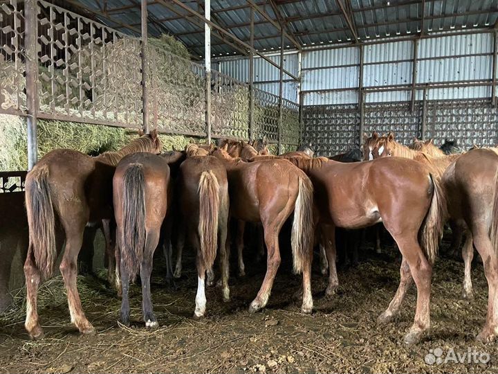 Продаю жеребят