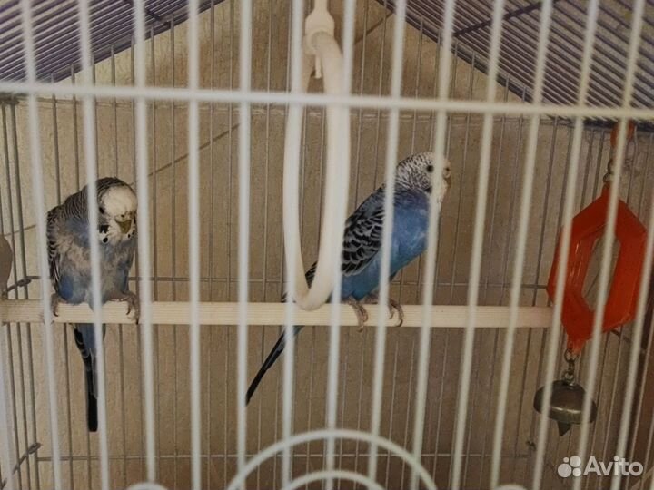 Волнистый попугай