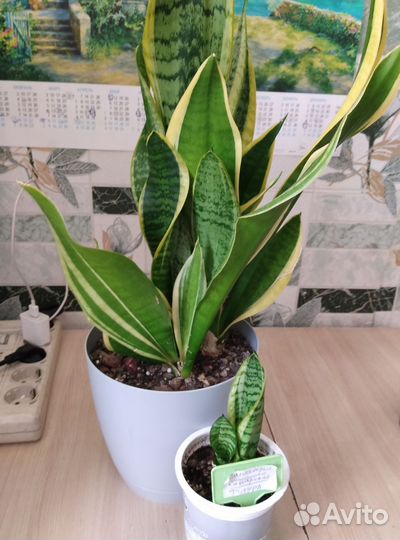 Сансевиерия Футура суперба