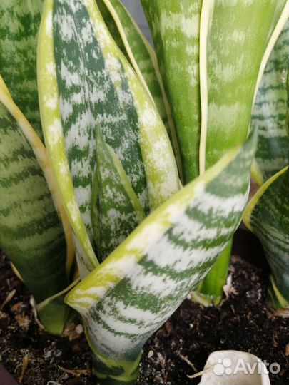 Сансевиерия