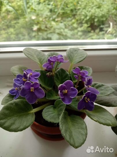 Фиалка (детки фиалки)