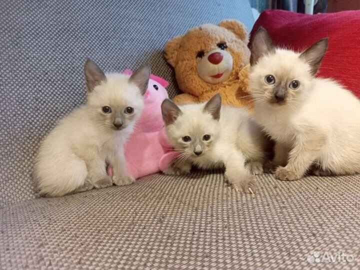 Котята меконгского бобтейла