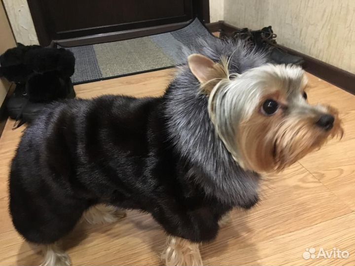 Продаю новую норковую шубку для Йорка