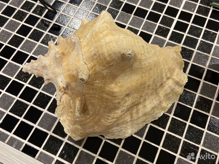 Ракушка морская