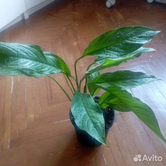 Спатифиллум