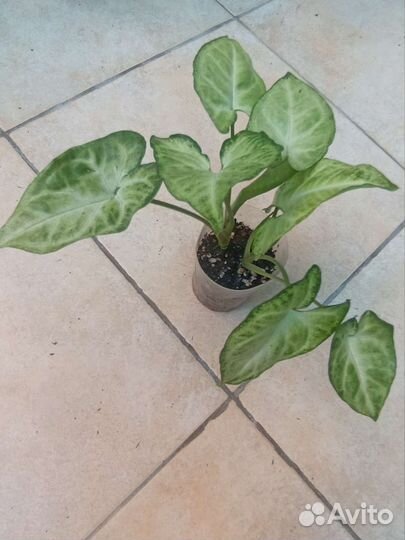 Сингониум (лиана)