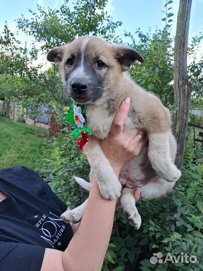 Щенки ну очень красивые