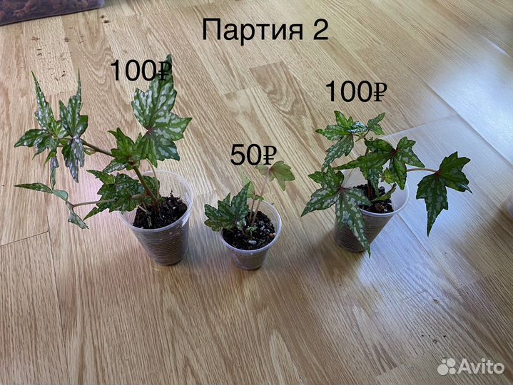 Бегония Дрега крапчатая