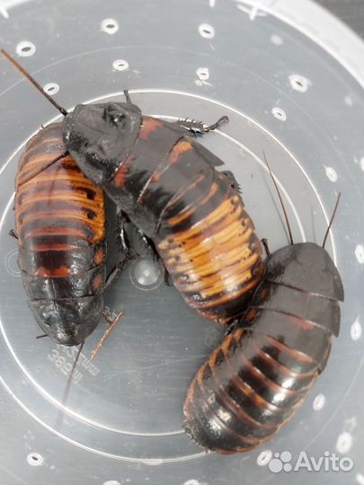 Кормовые насекомые