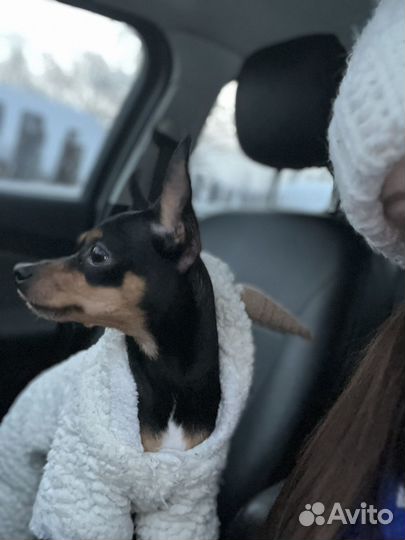 Русский той-терьер