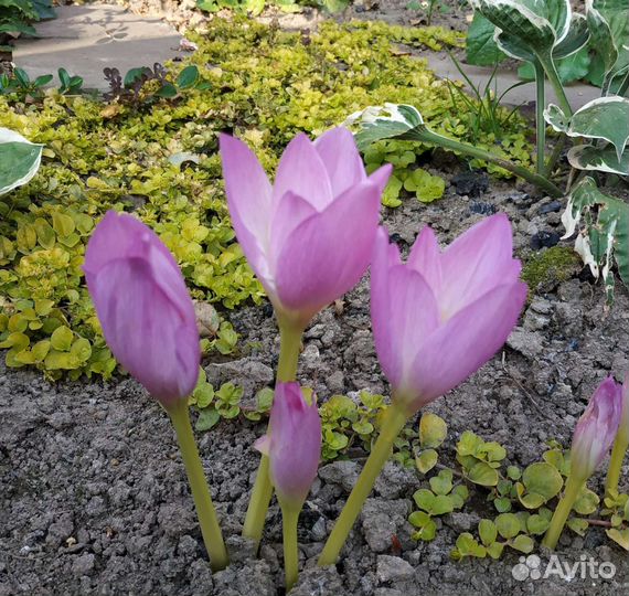 Безвременник