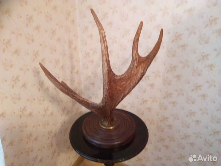 Продам рога лося