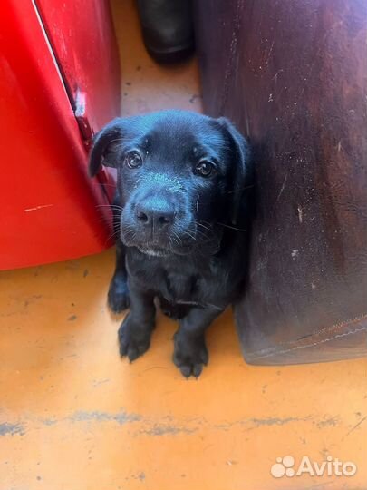 Собака в добрые руки метисы кане корсе и овчарка