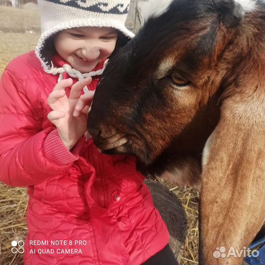 Козье молоко