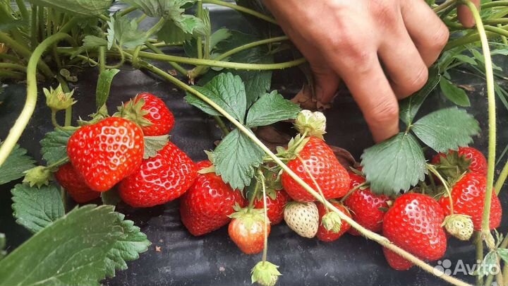 Клубника с доставкой в день сбора