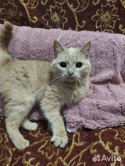 Кошка в дар