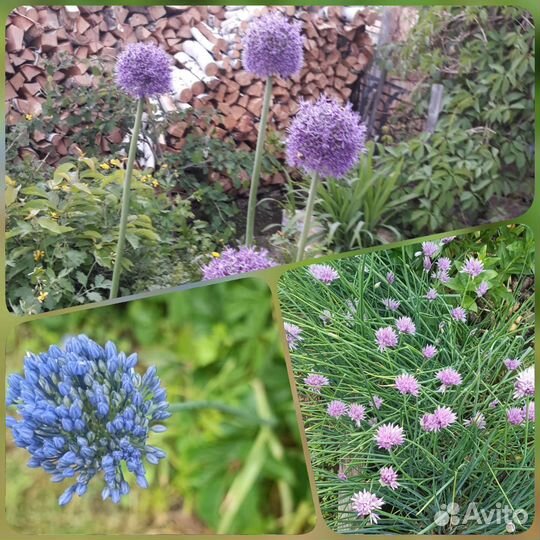 Декоративные чеснок и луки