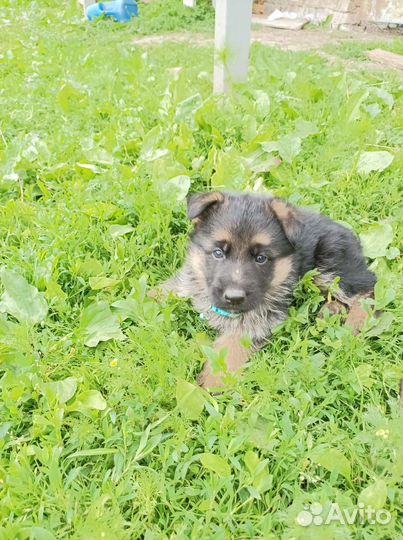 Немецкая овчарка