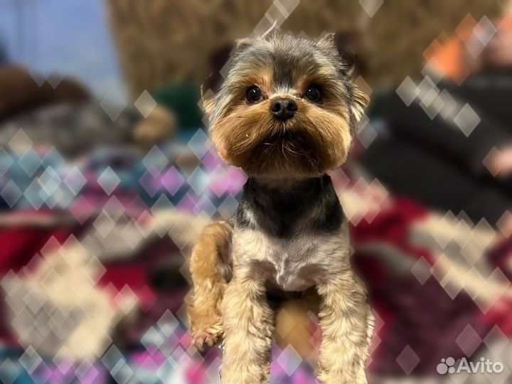 Йоркширский терьер вязка мальчик