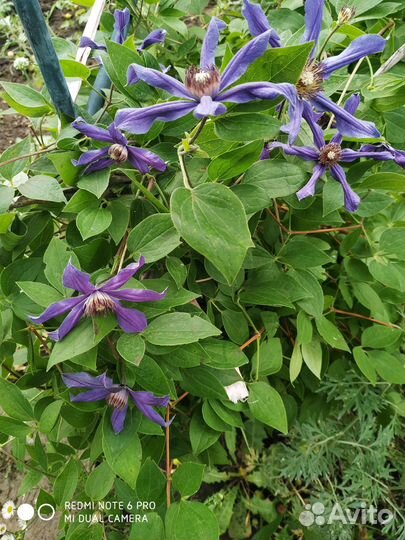 Клематис деко В наличии ждет 1ждет своего хозяина