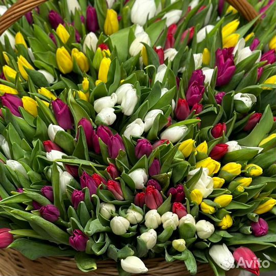 Тюльпаны в корзине/ 201 тюльпан,101,51/Доставка
