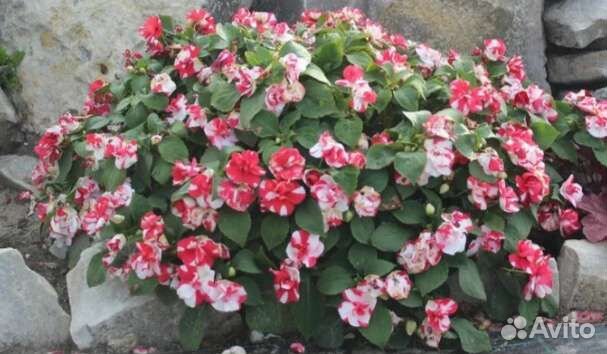 Бальзамин махровый клубника со сливками