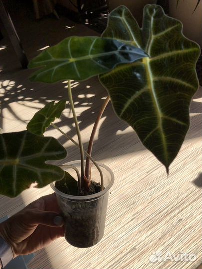 Алоказия Полли