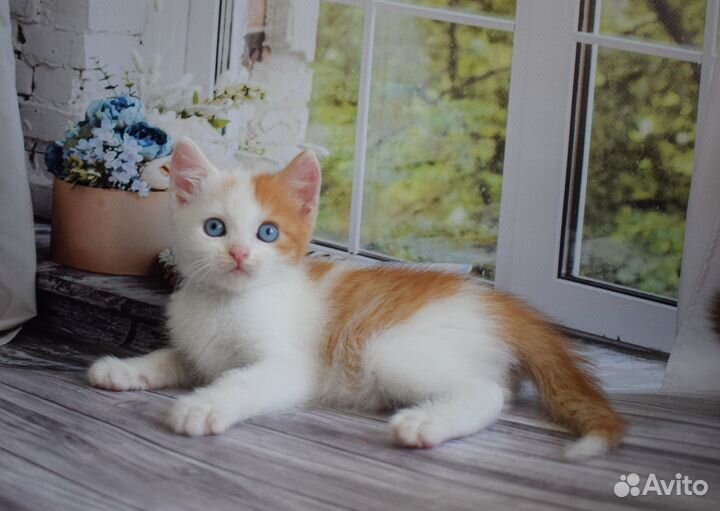 Котик с голубыми глазами