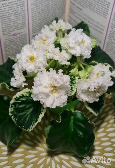 Фиалка белая