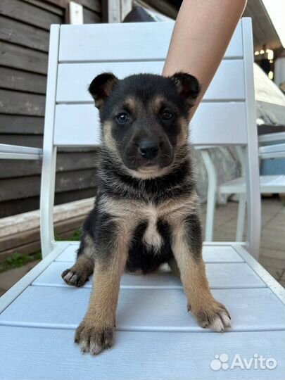 Щенки девочки