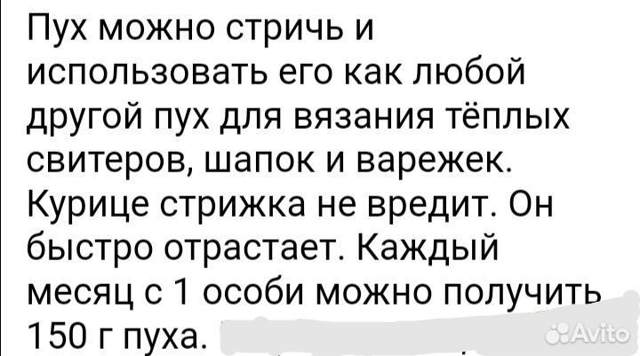 Китайская хохлатая пуховая