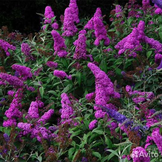 Будлея Давида розовая