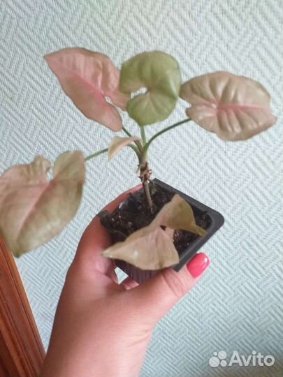 Сингониум Pink Neon (с розовыми листьями)