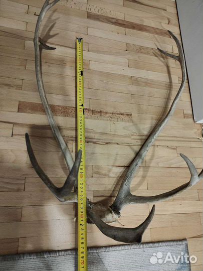 Продам рога оленя
