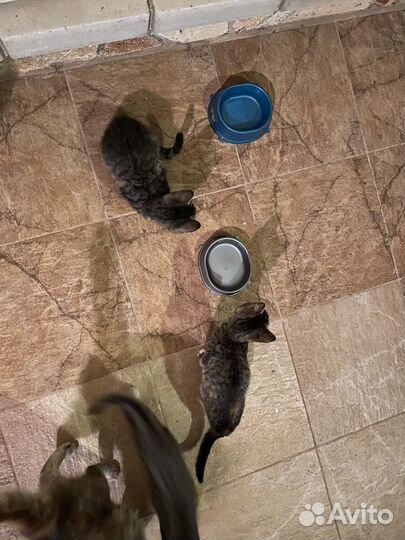 Котята ищут дом