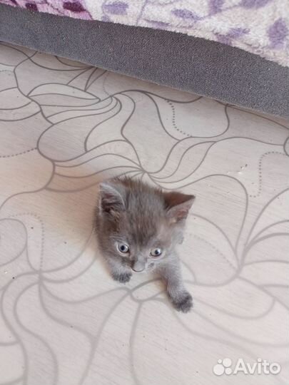 Котята в заботливые руки