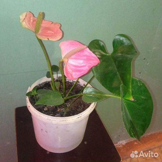 Спатифиллум