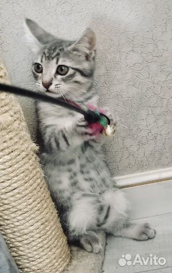 Котенок Симба невозможной красоты ищет семью