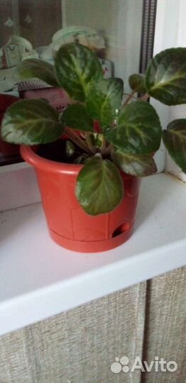 Комнатные цветы фиалки