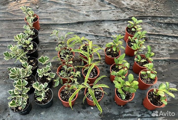 Фикус в ассортименте