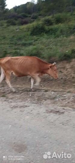 Корова телка