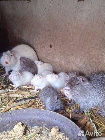 Нутрии малыши