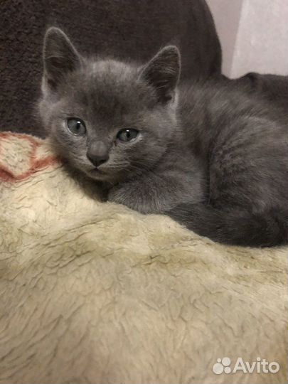 Шотландские котята
